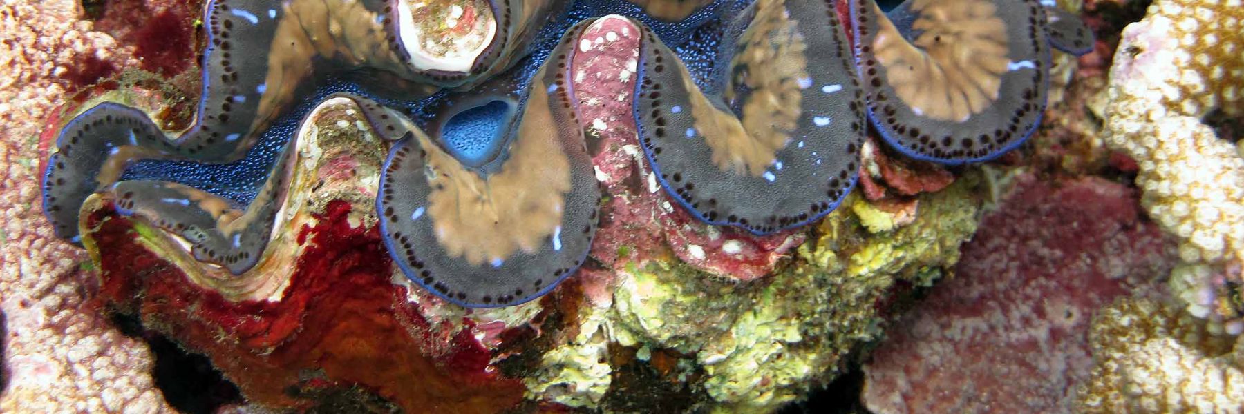 Giant Clam. Credit: Alyson Santoro