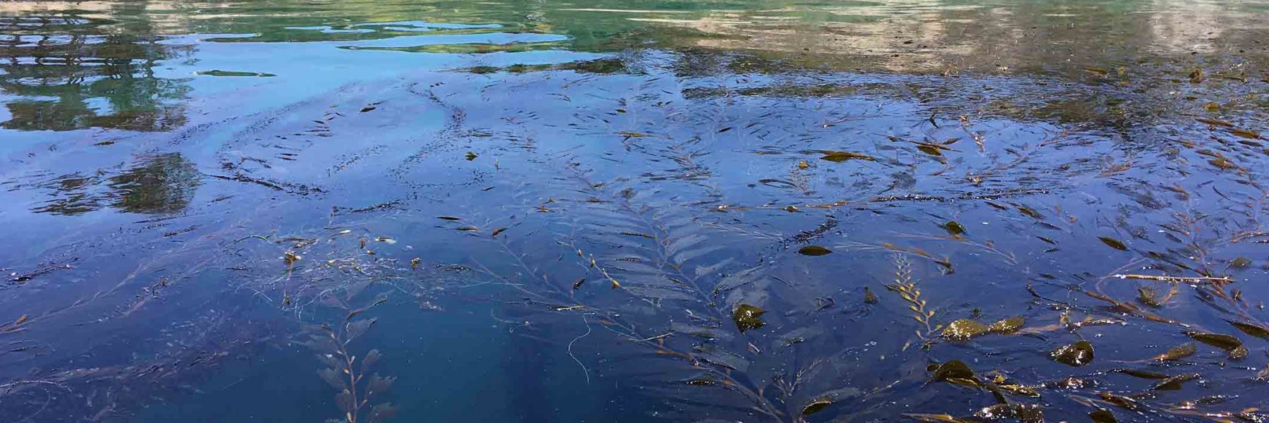 Kelp at Mohawk Reef. Credit: Nick Nidzieko