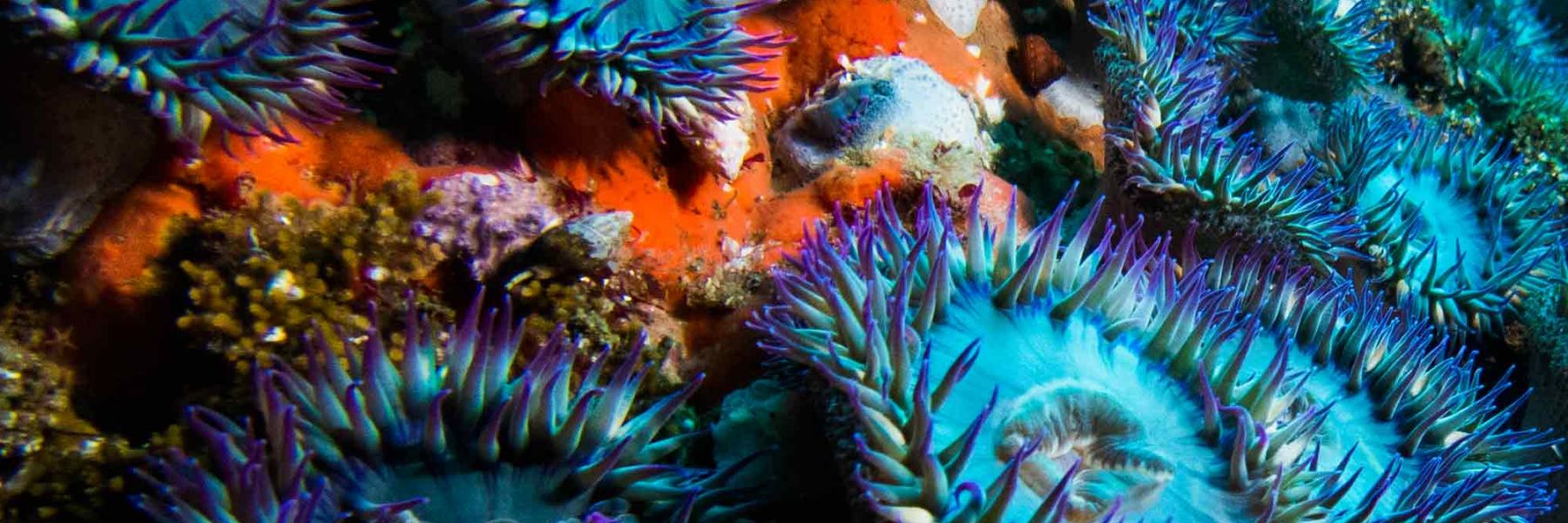 Anemone field at San Miguel Island. Credit: Katie Davis Koehn 