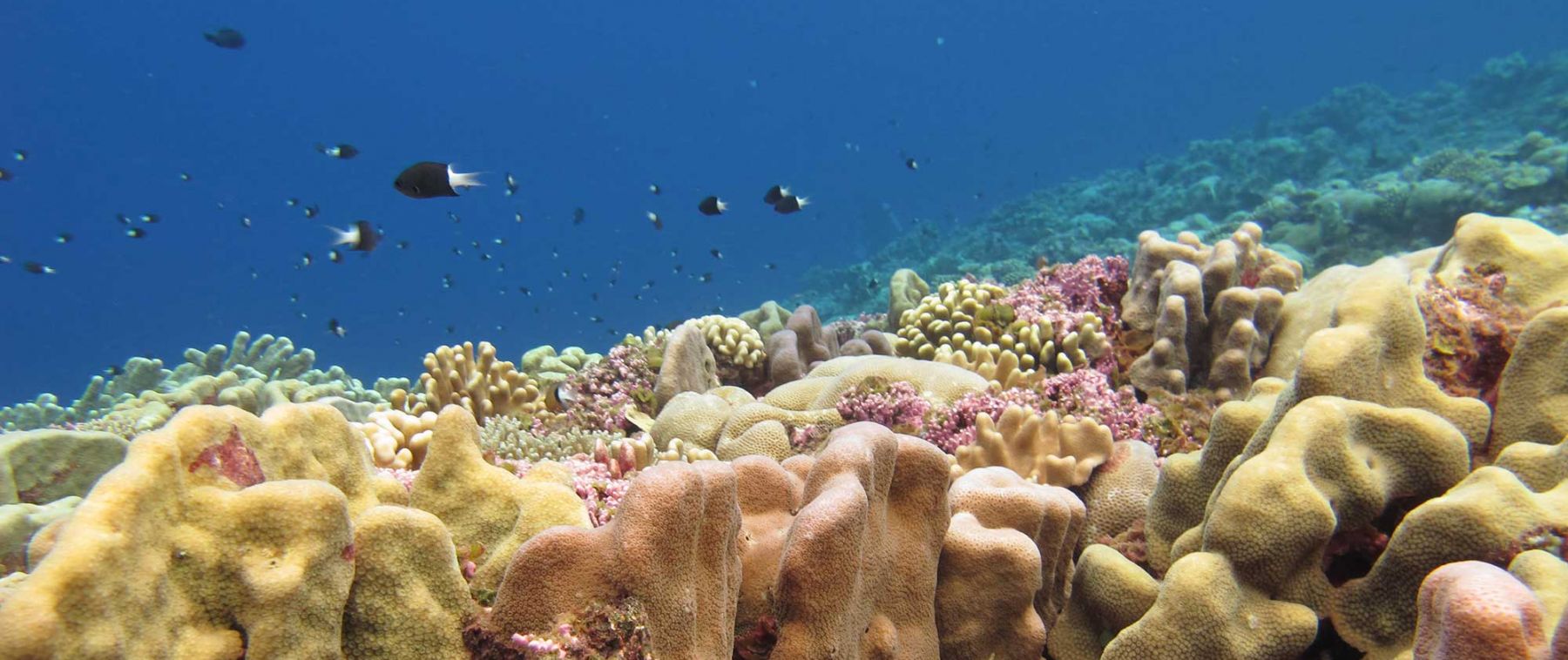 Coral Reef in Nukuoro, Micronesia. Credit: Alyson Santoro