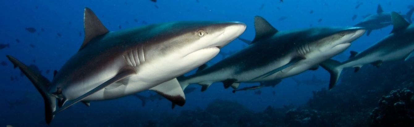 Grey reef shark.