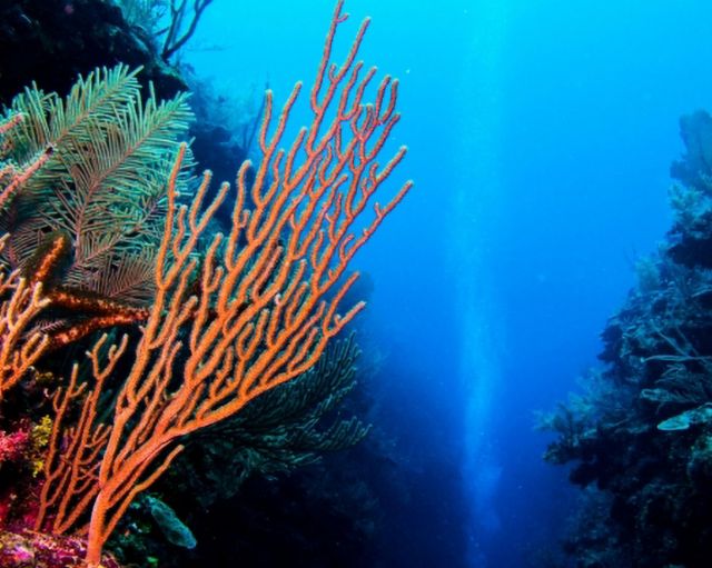 Ocean Twilight Zone