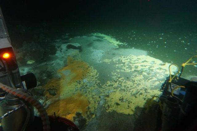Sulfur-oxidizing microbial mats growing on hydrothermal sediments Guaymas Basin.