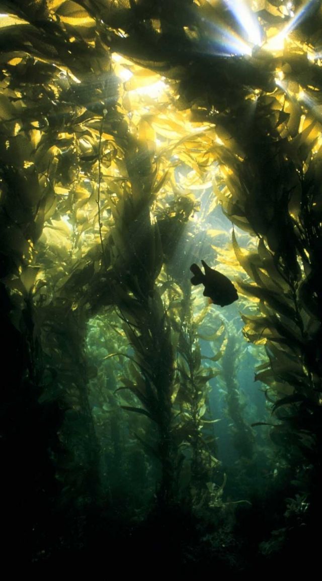 Despite its incredible growth rate and availability, giant kelp is not the first choice for many animals, as it is tough to digest. Credit: Credit: Christie Yorke
