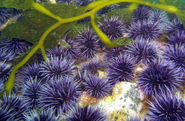 Purple sea urchins munch on kelp off the coast of California. Credit: Christie Yorke