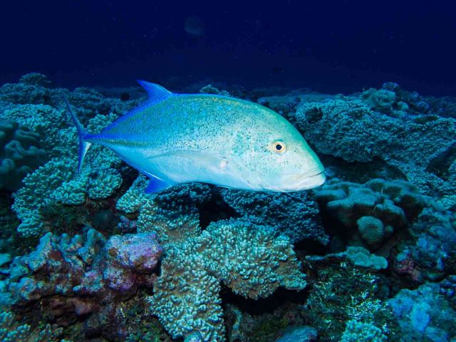 Bluefin trevally (Caranx melampygus) on the forereef at Palmyra Atoll. Credit: Katie Davis Koehn
