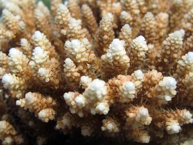 Olimarao Atoll, Micronesia. Credit: Alyson Santoro