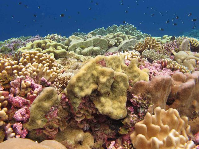 Reefscape at Nukuoro Atoll, Micronesia. Credit: Alyson Santoro