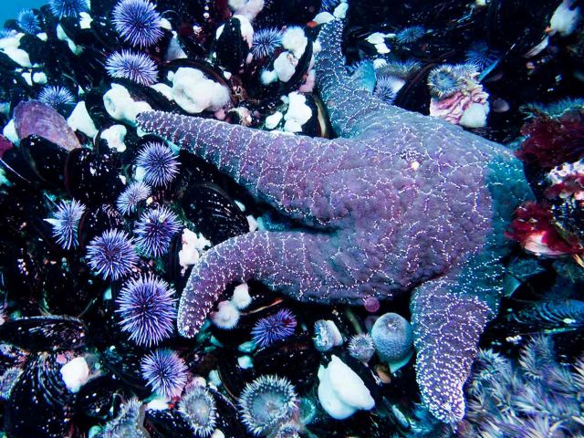 Ochre seastar on a mussel bed at San Miguel Island. Credit: Katie Davis Koehn