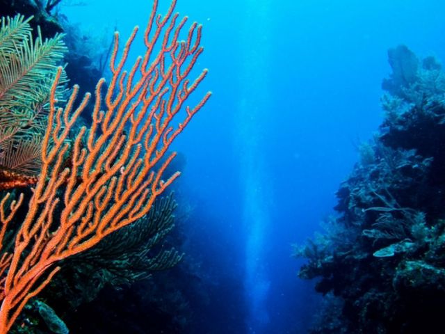 Balancing the Ocean Carbon Budget