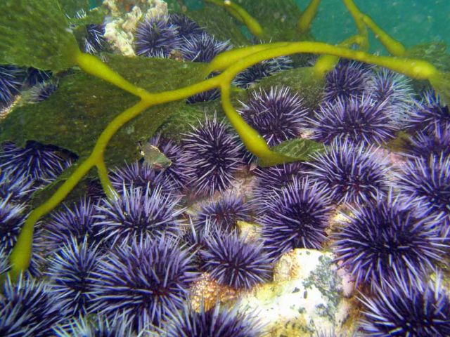 Sloppy Sea Urchins