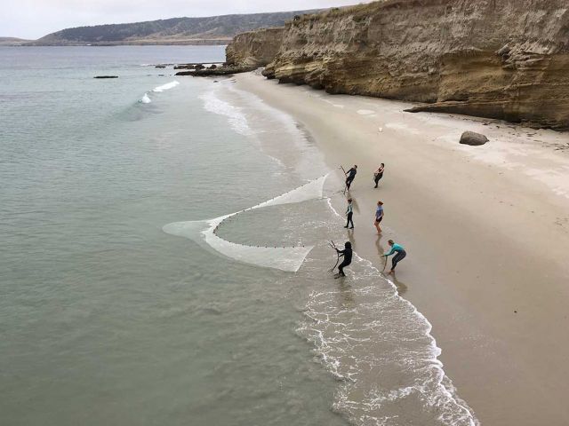 Beach seining at Bechers Bay. Credit: Jenifer Dugan