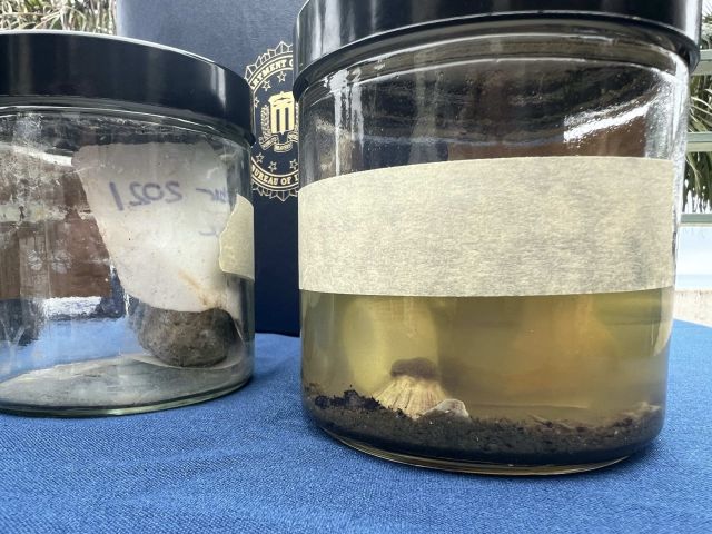 How Marine Science Institute researchers helped solve the 2021 Huntington Beach oil spill-sample-uc-santa-barbara