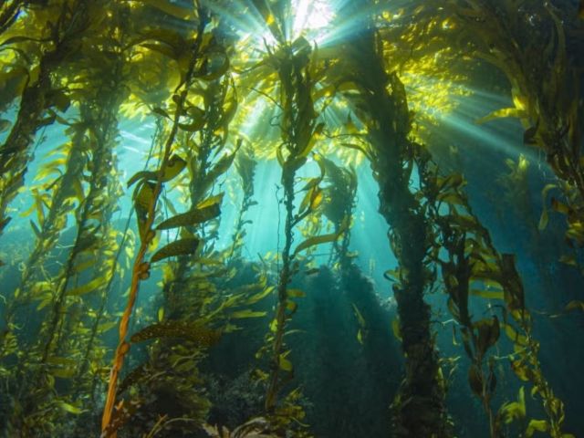 Photo Credit: UC Santa Barbara